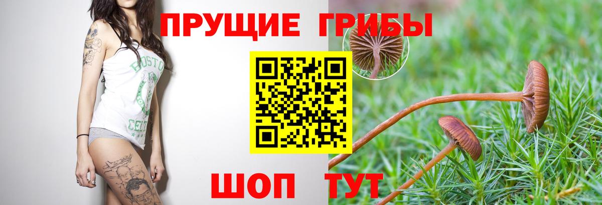 Алушта  Псилоцибиновые грибы Psilocybine cubensis  Вход с VPN 